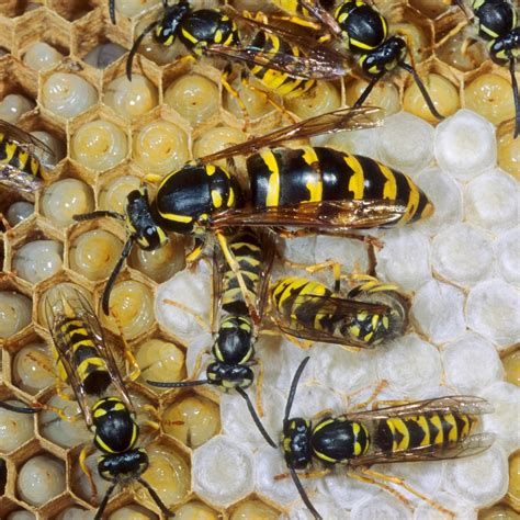 Unveiling the Formidable Sting of the Majestic Wasp Queen