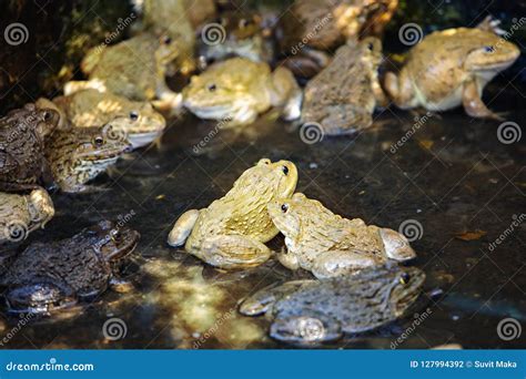 Unveiling the Hidden Desires and Passions in Frog Mating Dreams