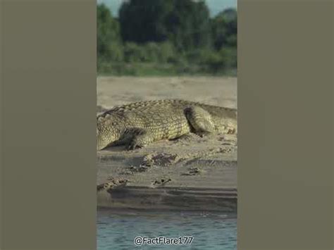 Unveiling the Hidden Lives of Wandering Crocodiles