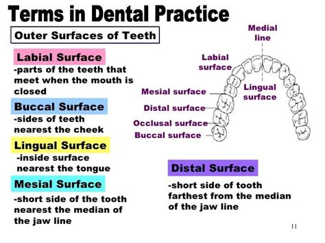 Unveiling the Hidden Meanings: Going Beyond the Surface of Teeth Collection Dreams