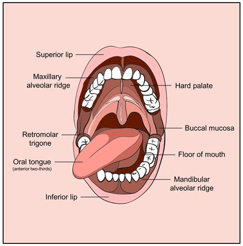 Unveiling the Hidden Meanings of Ticks in the Oral Cavity