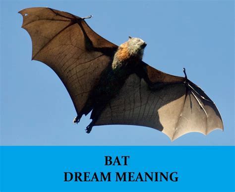 Unveiling the Hidden Messages in Bat Dreams