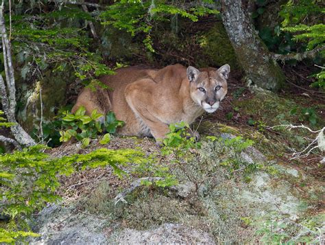 Unveiling the Hidden Messages in Dreams of Encounters with Mountain Lions