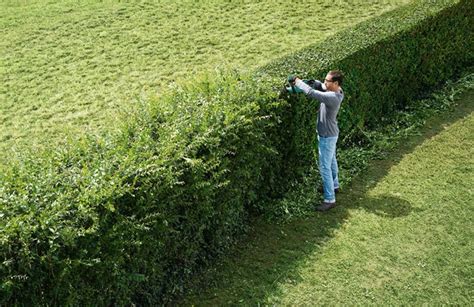 Unveiling the Hidden Messages of Dreaming about Trimming Hedges