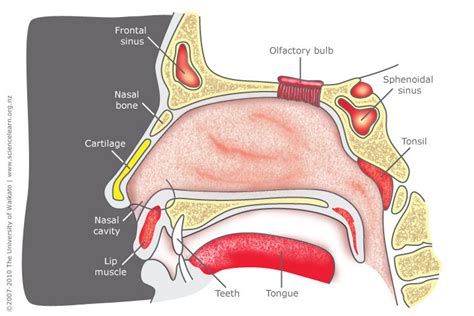 Unveiling the Hidden Significance of an Affected Nasal Structure in Dreamscapes