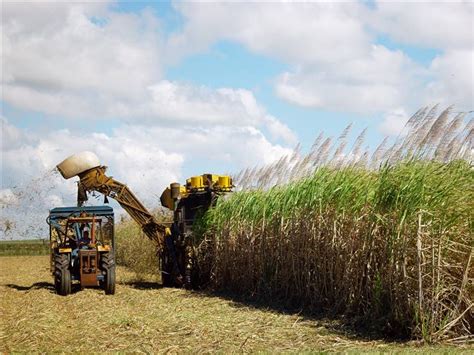 Unveiling the History Behind the Delicate Sugar Cane