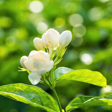 Unveiling the History and Cultivation of Fragrant Jasmine Blossoms