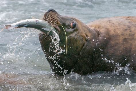 Unveiling the Impacts of Human Activity on Sea Lion Reveries