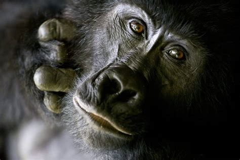 Unveiling the Insights of Gorilla Interactions on the Mysteries of the Ethereal World