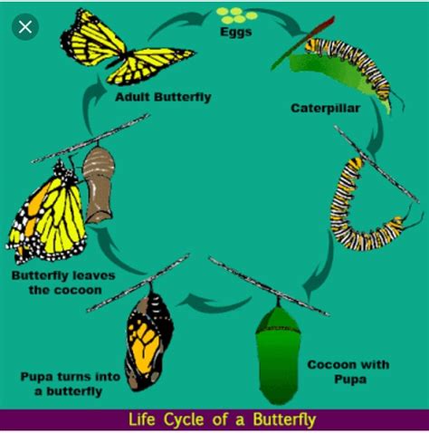 Unveiling the Intricate Science Behind Caterpillar Metamorphosis