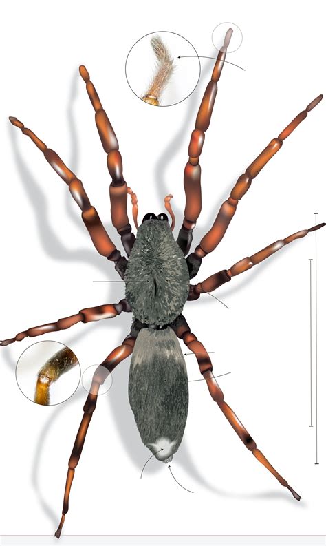 Unveiling the Intriguing Features: What Makes the White Tail Spider Stand Out?