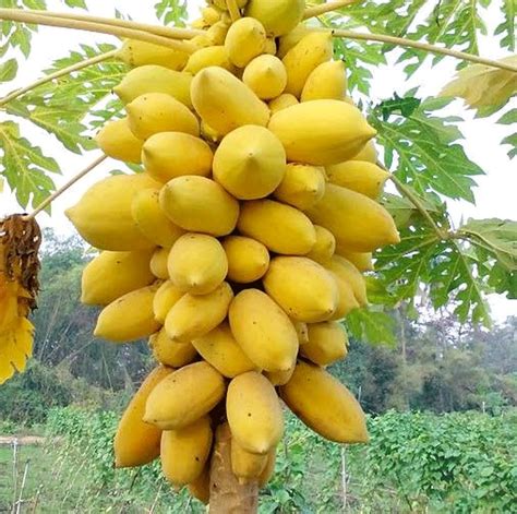 Unveiling the Intriguing Symbolism of Harvesting Papaya in the Realm of Dreams