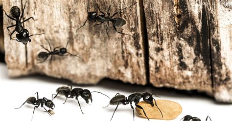 Unveiling the Meaning Behind Dreams of Exterminating Black Ants