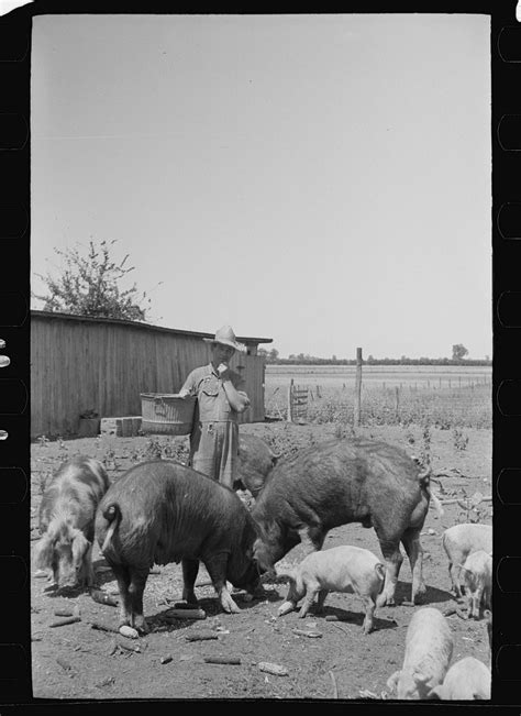 Unveiling the Meaning Embedded in the Pig-Related Dream Experiences of Korean Culture