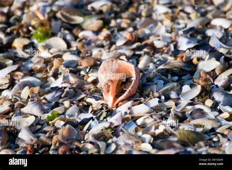 Unveiling the Multitude and Complexity of Seashells