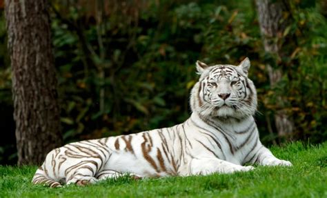 Unveiling the Mysteries: Deciphering the Symbolism of Dreams Portraying Tigers Preying on Wildlife