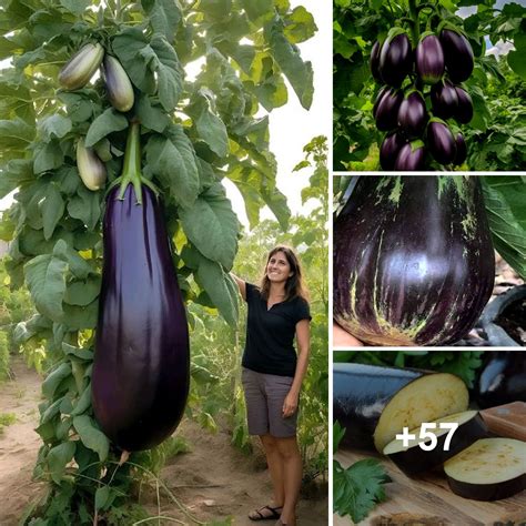 Unveiling the Mysteries of the Mighty Eggplant