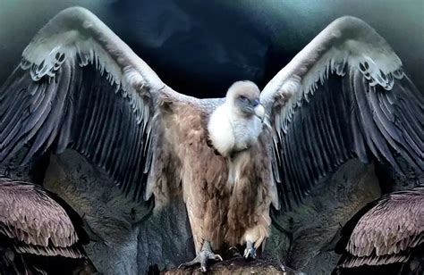 Unveiling the Mystical Significance of the Vulture