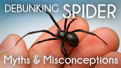 Unveiling the Myth: Debunking Misconceptions about the Majestic Arctic Spider