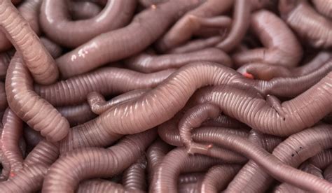 Unveiling the Origins: What Triggers the Presence of Worms in the Restroom?