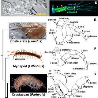 Unveiling the Origins: Where Do Midnight Crustaceans Emerge From?