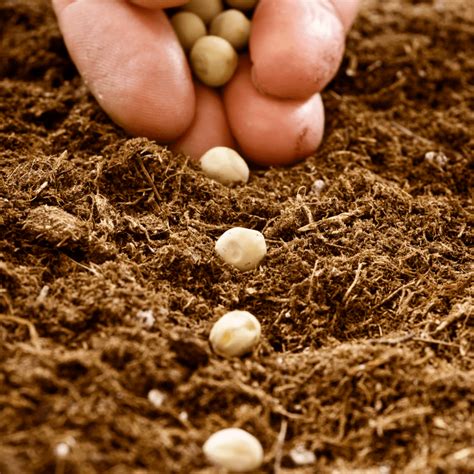 Unveiling the Potency of Planting Seeds