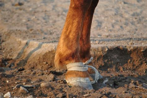 Unveiling the Profound Emotions Behind Nightmares of a Horse's Fractured Limb