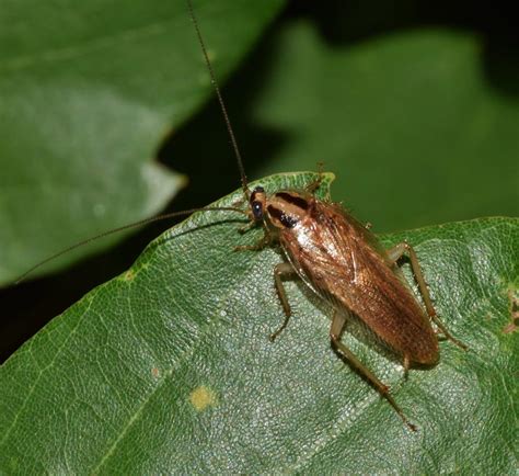 Unveiling the Profound Significance Behind Crushing Cockroaches