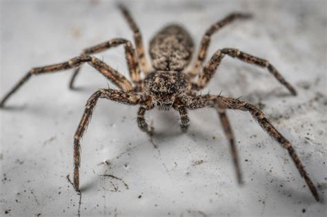 Unveiling the Psychological Meanings Behind Spider Encounters in the Bathtub