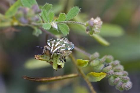 Unveiling the Psychological Significance of Nightmares Involving Insects