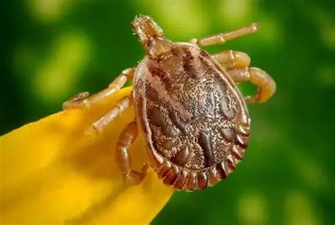 Unveiling the Psychological Significance of Tick Dreams