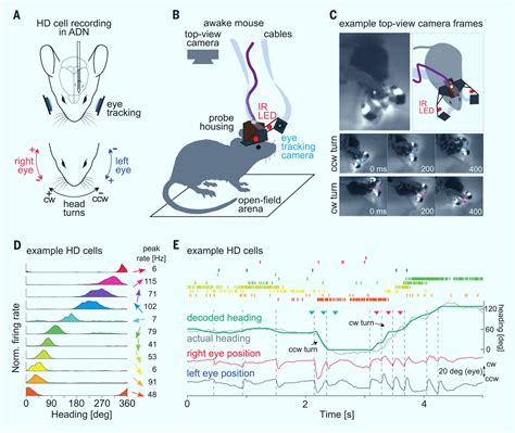 Unveiling the Role of Rapid Eye Movement (REM) Sleep in Dream Formation