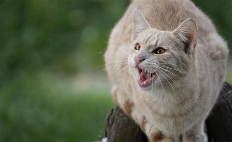 Unveiling the Science Behind the Vocalizing Feline