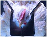 Unveiling the Secret Meanings in Disturbed Poultry Visions