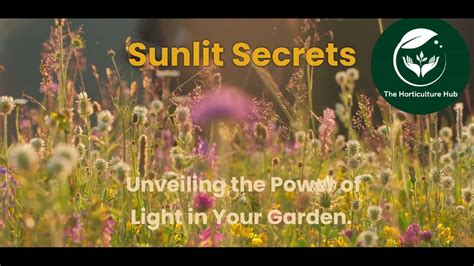 Unveiling the Secrets: The Power of Sunlit Blossoms in Dreams