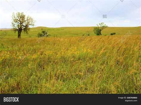 Unveiling the Secrets of Lush Grasslands