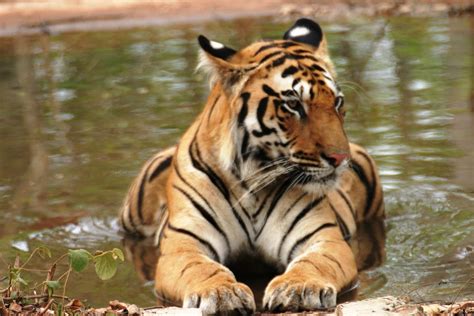 Unveiling the Secrets of Tracking and Capturing a Wild Tiger