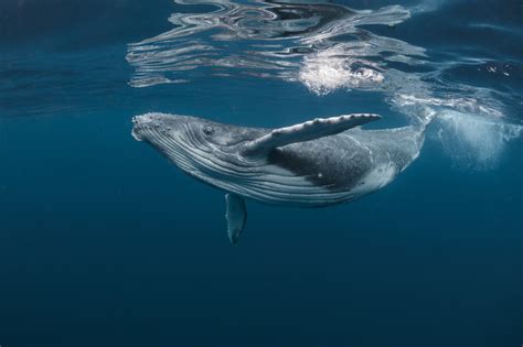 Unveiling the Secrets of Whale and Dolphin Communication Through Firsthand Experience