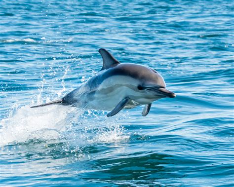 Unveiling the Significance of Predatory Dolphins for Marine Conservation