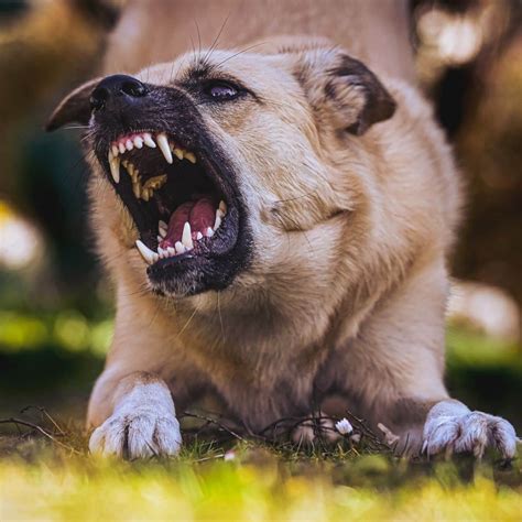 Unveiling the Significance of a White Canine Attack in Dreams