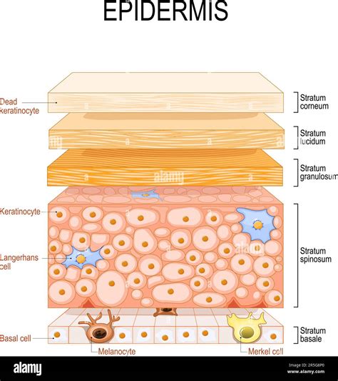 Unveiling the Societal Messages Embedded in Dreams About the Complexion of the Human Epidermis