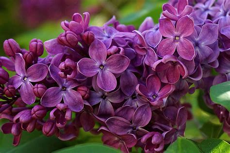 Unveiling the Spiritual Significance of Lilac Reveries