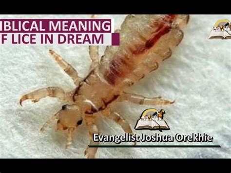 Unveiling the Symbolic Meaning: Decoding the Significance of White Lice in the Realm of Dreams