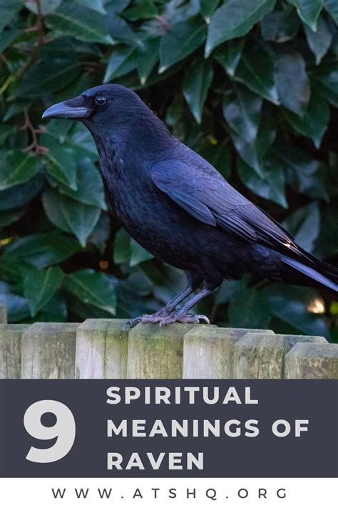 Unveiling the Symbolic Meaning of an Ebony Raven Invading Your Abode