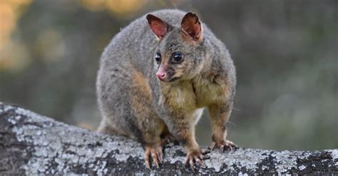 Unveiling the Symbolic Representation: What Does a Possum Bite Indicate?