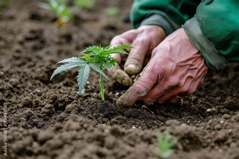 Unveiling the Symbolic Representations of Weed-Cutting Dreams