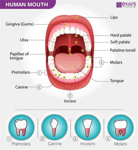 Unveiling the Symbolic Significance of Intruders within the Oral Cavity