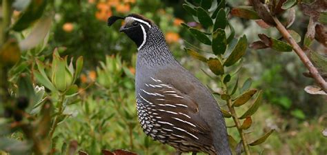 Unveiling the Symbolic Significance of Quails in Diverse Cultures