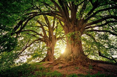 Unveiling the Symbolic Significance of Trees in Dream Interpretation