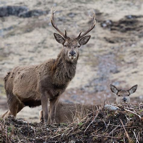 Unveiling the Symbolic Significance of the Majestic Bovine Antler